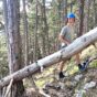 Sturzbaum-Entfernung am Wandfußsteig